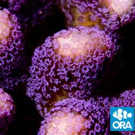ORA Aquacultured Purple Stylophora