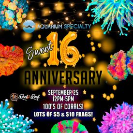 R2R 16th Anniversary Live Sale Friday Delivery