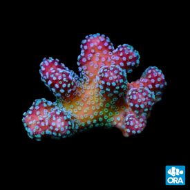  ORA Aquacultured Rainbow Stylophora