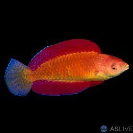 Redfin Fairy Wrasse (Cirrhilabrus rubripinnis) Medium