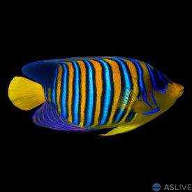 Regal Angelfish (Pygoplites diacanthus)