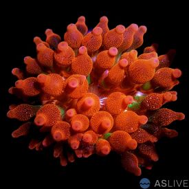 Small Rose Bubble Tip Anemone - Aquacultured