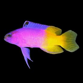 Royal Gramma Basslet (Gramma loreto)