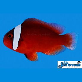 Sea & Reef Tomato Clownfish