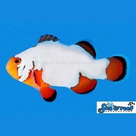 Sea & Reef Ultra Snowflake Clownfish