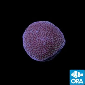 ORA Sand Dollar Porites