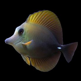 Scopas Tang - Zebrasoma scopas