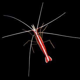Skunk Cleaner Shrimp, Lysmata amboinensis