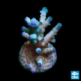 ORA Aquacultured Skyline Acropora Granulosa
