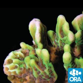 ORA Aquacultured Spongodes (Montipora sp.)