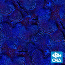 ORA HYBRID SQUAMOSA (T. MAXIMAX T. SQUAMOSA)