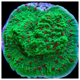 Seasons Greeting Monti