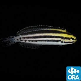 ORA Captive Bred Striped Blenny (Meiacanthus grammistes)