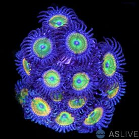 Sunny D Zoanthid