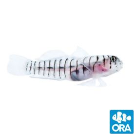 ORA Captive Bred Tiger Goby (Tigrigobius macrodon)
