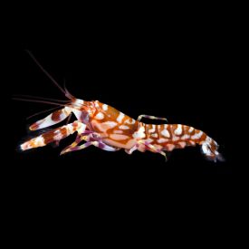 Tiger Pistol Shrimp, Alpheus bellulus