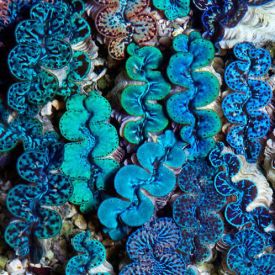 ORA Aquacultured Ultra Maxima Clam (T. maxima)