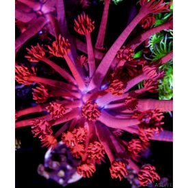 Ultra Pink Goniopora 