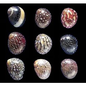 Virgin Nerite Snails