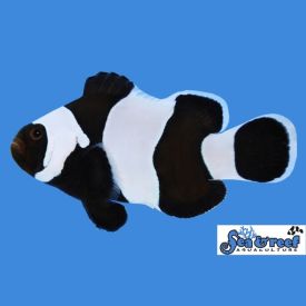 Sea & Reef Wide Bar Black Gladiator Clownfish