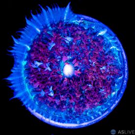 St. Thomas Mushroom - WYSIWYG