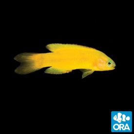ORA Captive Bred Yellow Assessor