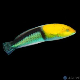 Yellow Head Wrasse (Halichoeres garnoti)