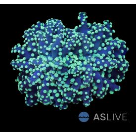 Yellow tip Yaeyamaensis - WYSIWYG