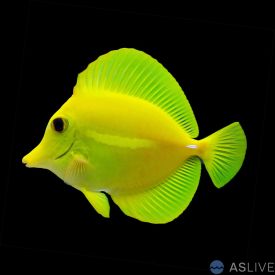 Hawaiian Yellow Tangs - Wild Caught