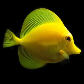 Captive Bred Biota Hawaiian Yellow Tang