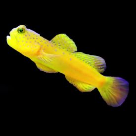 Yellow Watchman Goby (Cryptocentrus cinctus)