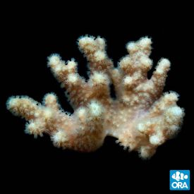 ORA Aquacultured Marshall Island Sinularia