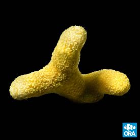 ORA Aquacultured Marshall Island Yellow Porites