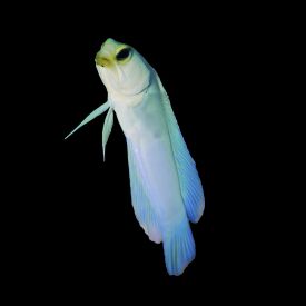 Pearly Yellowhead Jawfish (Opistognathus aurifrons) 